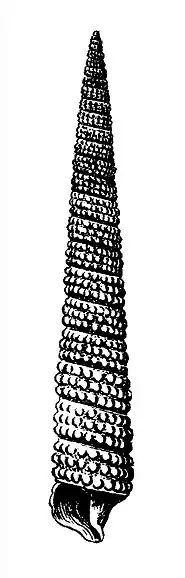 Ilustração da concha de um Triphoridae da espécie Inella triserialis (Dall, 1881), do mar do Caribe e golfo do México.[1]