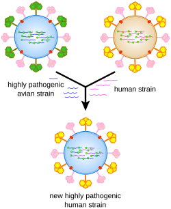 Capacidade de mutação de um vírus, no caso, o Influenza