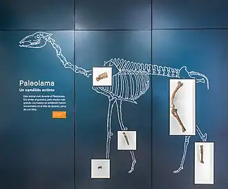 Ilustração representando um esqueleto de uma Paleolama.