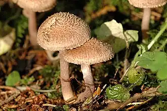 Inocybe lanuginosa