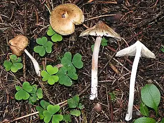 Inocybe rimosa