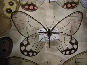 P. hypaesia, do gênero Pseudohaetera.