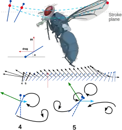 Movimento ascendente.