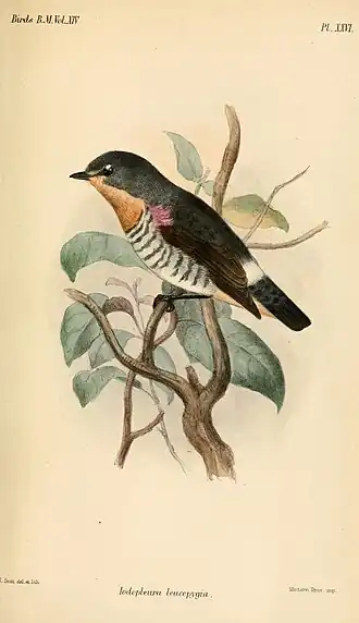 Ilustração de Joseph Smit, 1888