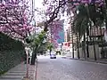 Ipês lilases na Rua Coronel Quirino
