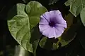 Ipomoea bahiensis Willd. ex Roem. & Schult. (Brasil)