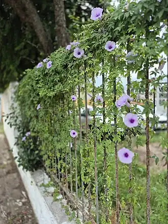Cerca coberta pela Ipomoea cairica em Bagé, RS.