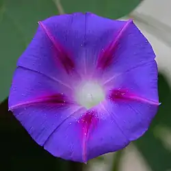 Ipomoea purpurea Morning Glory