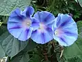 Ipomoea purpurea cultivada 'Light Blue Star'