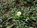 Ipomoea stolonifera