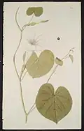 Ipomoea violacea von Jacquin. Plantarum rariorum, 1776