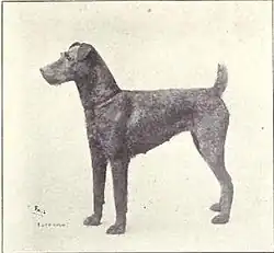 Terrier irlandês cerca de 1915