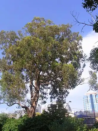 Habitat em Chatswood&nbsp;[en]