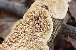 Himenóforo hidnoide-poroide de Irpex lacteus