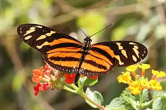 E. isabella, vista superior.