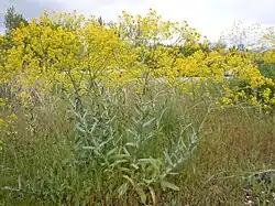 Isatis tinctoria em flor.