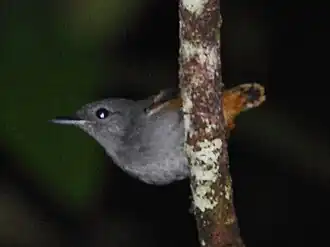Choquinha-de-barriga-ruiva macho em Presidente Figueiredo, Estado de Amazonas, Brasil.