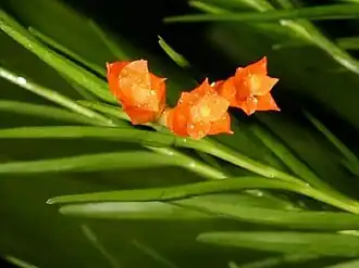 Isochilus aurantiacus