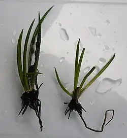 Isoetales: Isoetes lacustris.