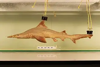 Espécime exposto no Museu de História Natural de Leida, Países Baixos