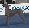 Xoloitzcuintle