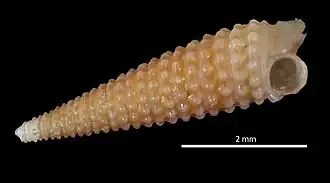 Parátipo da espécie Isotriphora onca M. Fernandes, Pimenta & Leal, 2013, de Trindade e Martim Vaz.[2]