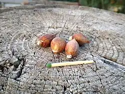 Ixiolirion tataricum (bolbos)