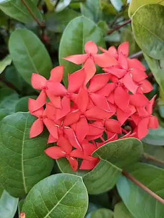 Ixora coccinea