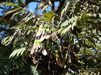 Folhas e legumes de jacarandá-paulista em inverno paulistano
