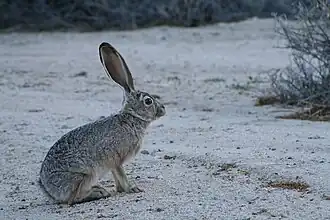 Lepus californicus