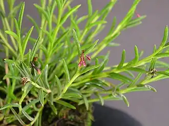 Jacquiniella globosa