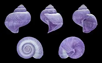 Cinco vistas da concha de Janthina exigua Lamarck, 1816, uma espécie espalhada por todos os mares tropicais da Terra.[1]