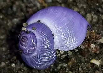 Uma concha de Janthina exigua Lamarck, 1816[1], espécime proveniente da Nova Zelândia.