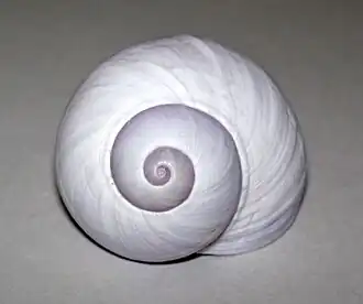 Vista frontal de uma concha de Janthina janthina (Linnaeus, 1758), uma espécie espalhada por todos os mares tropicais da Terra; constituindɒ-se no maior representante dos Janthinidae.[1][2]