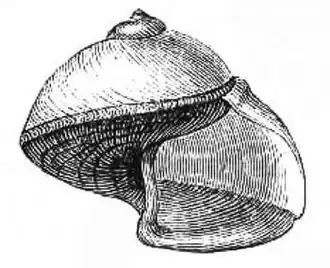 Ilustração da concha do Epitoniidae Janthina janthina (Linnaeus, 1758)[25], uma espécie epipelágica de cor roxa.