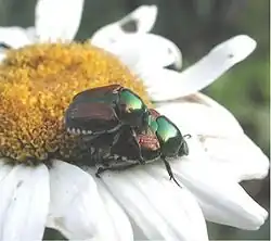 Popillia japonica, o escaravelho-japonês.