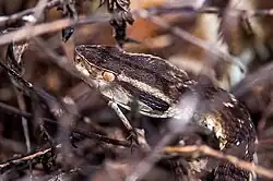 Nome popular: Jararaca – Nome científico: Bothrops jararaca – Registrada em mata nativa, 2023