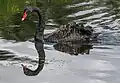 Cisne-negro (Cygnus atratus)