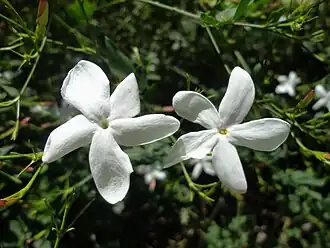 Jasminum grandiflorum.