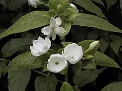 Jasminum sambac