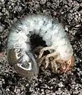 Larva