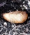 Pupa