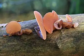 Auricularia auricula-judae, "orelha-de-judas", em Enfield, UK