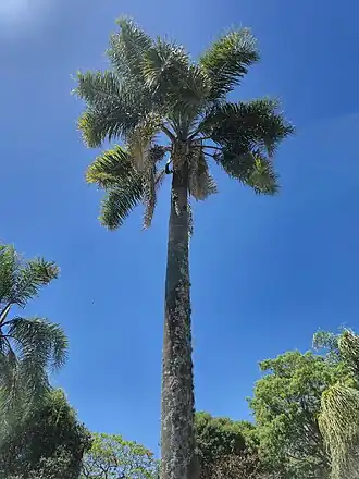 Jerivá (do tupi iara'ybá) no Rio Grande do Sul