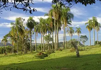 Agrupamento de jerivás