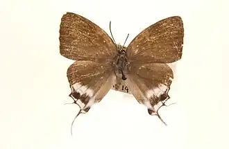 Manto hypoleuca