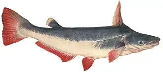 Desenho por Natterer