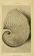 Concha de uma fêmea de Argonauta argo, em uma fotografia publicada no Journal of conchology do ano de 1886. É a espécie tipo do gênero Argonauta[1] e pode ser encontrada nos mares tropicais e subtropicais do mundo,[4] inclusive no mar Mediterrâneo.[9] Não se sabia do macho até o século XIX.[4]