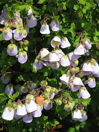Jovellana_violacea