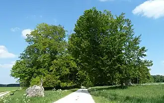 Monumento natural Judenbusch